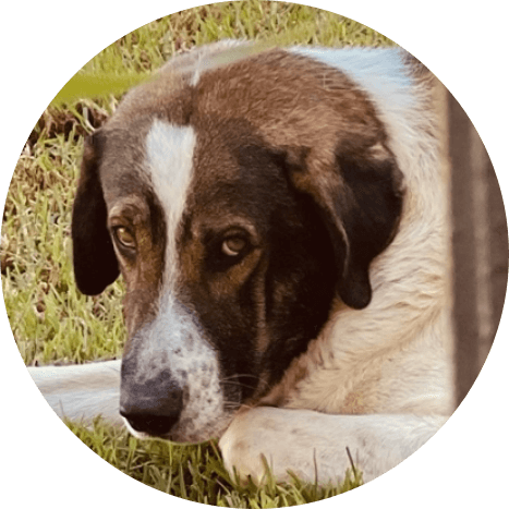Picture of one of the habitants in Algarve Sunrise Lodge, the dog named Apollo