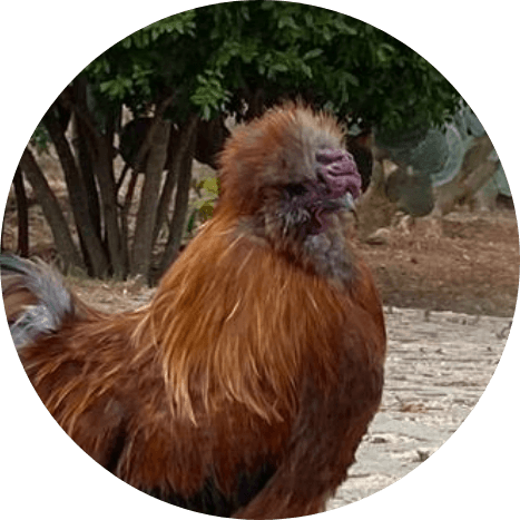 Picture of one of the habitants in Algarve Sunrise Lodge, the rooster